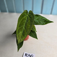 Load image into Gallery viewer, #RD40 Two x Long Anthurium NOID Seedlings