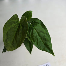 Load image into Gallery viewer, #RD40 Two x Long Anthurium NOID Seedlings