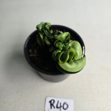 Load image into Gallery viewer, #R40 Hoya Carnosa Compacta