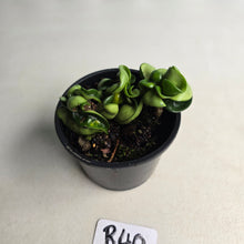 Load image into Gallery viewer, #R40 Hoya Carnosa Compacta