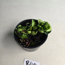 Load image into Gallery viewer, #R40 Hoya Carnosa Compacta