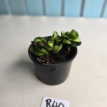 Load image into Gallery viewer, #R40 Hoya Carnosa Compacta