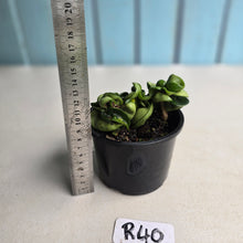 Load image into Gallery viewer, #R40 Hoya Carnosa Compacta