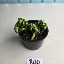 Load image into Gallery viewer, #R40 Hoya Carnosa Compacta