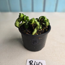 Load image into Gallery viewer, #R40 Hoya Carnosa Compacta