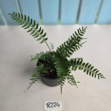 Load image into Gallery viewer, #R224 Asplenium Bulbiferum - Hen and Chicken Fern