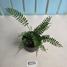 Load image into Gallery viewer, #R224 Asplenium Bulbiferum - Hen and Chicken Fern