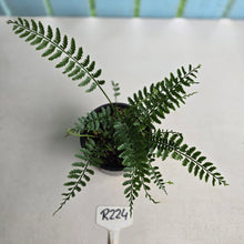 Load image into Gallery viewer, #R224 Asplenium Bulbiferum - Hen and Chicken Fern