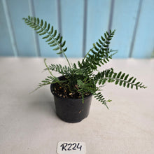 Load image into Gallery viewer, #R224 Asplenium Bulbiferum - Hen and Chicken Fern