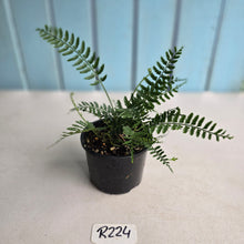 Load image into Gallery viewer, #R224 Asplenium Bulbiferum - Hen and Chicken Fern