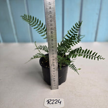 Load image into Gallery viewer, #R224 Asplenium Bulbiferum - Hen and Chicken Fern