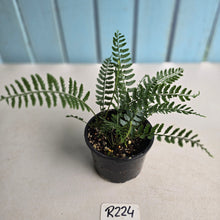 Load image into Gallery viewer, #R224 Asplenium Bulbiferum - Hen and Chicken Fern