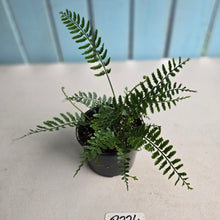 Load image into Gallery viewer, #R224 Asplenium Bulbiferum - Hen and Chicken Fern