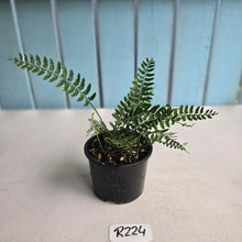 Load image into Gallery viewer, #R224 Asplenium Bulbiferum - Hen and Chicken Fern