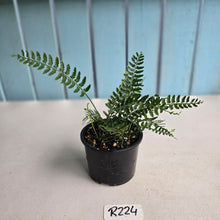 Load image into Gallery viewer, #R224 Asplenium Bulbiferum - Hen and Chicken Fern