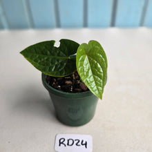 Load image into Gallery viewer, #RD24 Anthurium Ochranthum x Luxurians