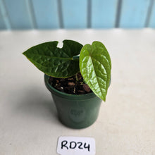 Load image into Gallery viewer, #RD24 Anthurium Ochranthum x Luxurians