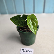 Load image into Gallery viewer, #RD24 Anthurium Ochranthum x Luxurians