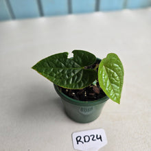 Load image into Gallery viewer, #RD24 Anthurium Ochranthum x Luxurians