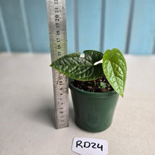 Load image into Gallery viewer, #RD24 Anthurium Ochranthum x Luxurians