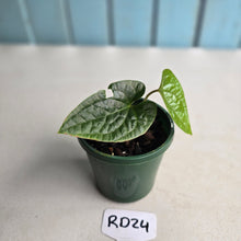 Load image into Gallery viewer, #RD24 Anthurium Ochranthum x Luxurians