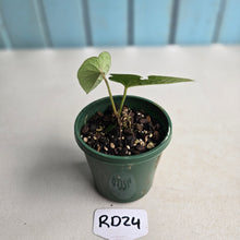 Load image into Gallery viewer, #RD24 Anthurium Ochranthum x Luxurians