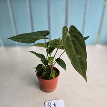 Load image into Gallery viewer, #R16 Three x Long Anthurium NOID Seedlings
