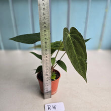 Load image into Gallery viewer, #R16 Three x Long Anthurium NOID Seedlings