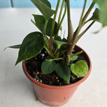 Load image into Gallery viewer, #R16 Three x Long Anthurium NOID Seedlings