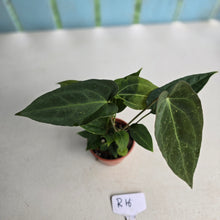 Load image into Gallery viewer, #R16 Three x Long Anthurium NOID Seedlings