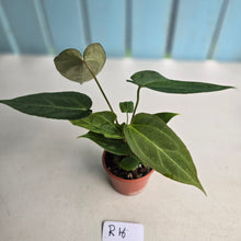 Load image into Gallery viewer, #R16 Three x Long Anthurium NOID Seedlings