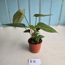 Load image into Gallery viewer, #R16 Three x Long Anthurium NOID Seedlings