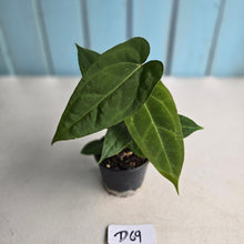 Load image into Gallery viewer, #D69 Three x Long Anthurium NOID Seedlings