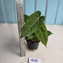 Load image into Gallery viewer, #D69 Three x Long Anthurium NOID Seedlings