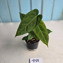 Load image into Gallery viewer, #D69 Three x Long Anthurium NOID Seedlings