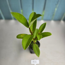 Load image into Gallery viewer, #H16 Medinilla Succulenta