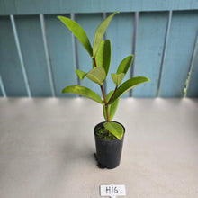 Load image into Gallery viewer, #H16 Medinilla Succulenta