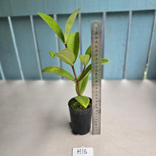 Load image into Gallery viewer, #H16 Medinilla Succulenta