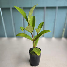 Load image into Gallery viewer, #H16 Medinilla Succulenta