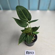 Load image into Gallery viewer, #RD53 Three x Anthurium NOID Seedlings