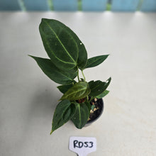 Load image into Gallery viewer, #RD53 Three x Anthurium NOID Seedlings