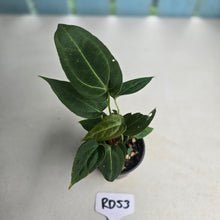Load image into Gallery viewer, #RD53 Three x Anthurium NOID Seedlings