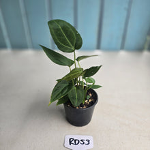 Load image into Gallery viewer, #RD53 Three x Anthurium NOID Seedlings