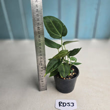 Load image into Gallery viewer, #RD53 Three x Anthurium NOID Seedlings