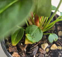 Load image into Gallery viewer, #RD53 Three x Anthurium NOID Seedlings