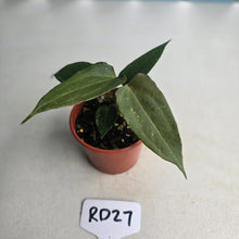 Load image into Gallery viewer, #RD27 Two x Anthurium NOID Seedlings