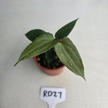 Load image into Gallery viewer, #RD27 Two x Anthurium NOID Seedlings