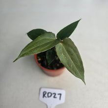 Load image into Gallery viewer, #RD27 Two x Anthurium NOID Seedlings