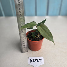 Load image into Gallery viewer, #RD27 Two x Anthurium NOID Seedlings