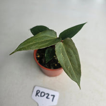 Load image into Gallery viewer, #RD27 Two x Anthurium NOID Seedlings